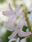 Hyacint close-up